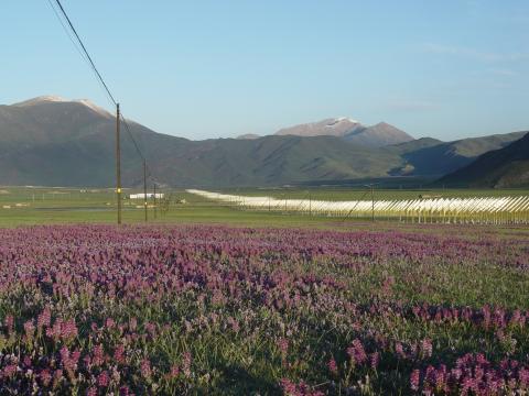 Picture of the antenna pods of the 21CMA array with purple flowers in the foreground and mountains peeking out behind.