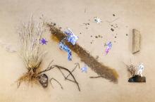 Composition of different elements: a line of sand crosses the image from the upper left to the bottom right. Next to it, grass represents a tree with rocks. 