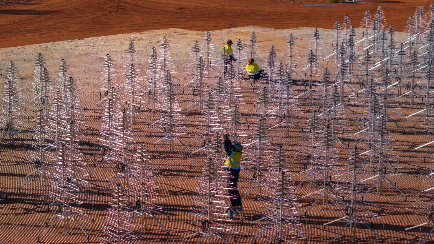 Three people in high-vis clothes working on SKA-Low antennas, that look like a forest of metal Christmas trees.